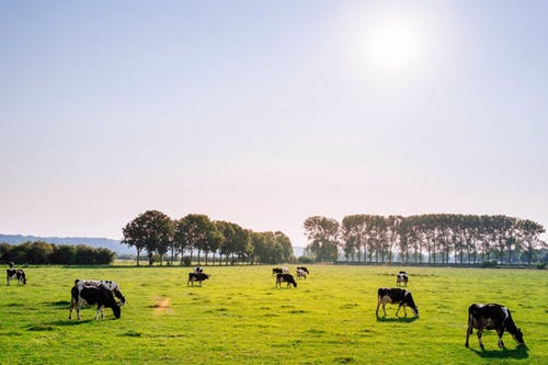 cows_grazing.jpeg